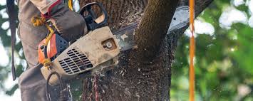 Best Tree Maintenance Programs  in Chocowinity, NC