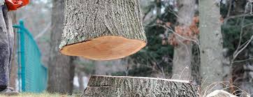 Best Tree Disease Treatment  in Chocowinity, NC