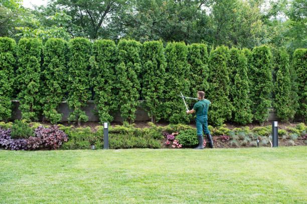 Best Lawn Drainage Solutions  in Chocowinity, NC