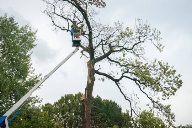 Best Utility Line Clearance  in Chocowinity, NC
