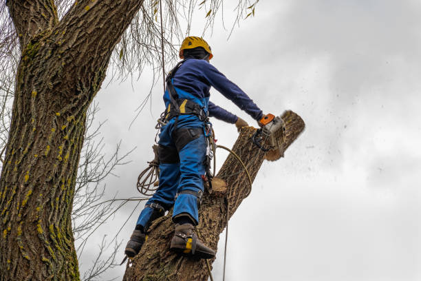 Best Lawn Dethatching  in Chocowinity, NC