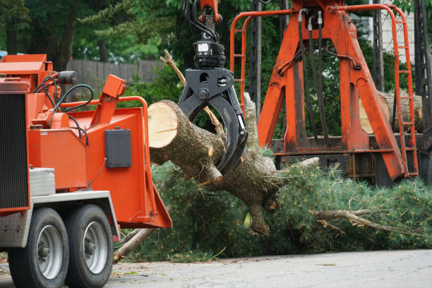 Best Fruit Tree Pruning  in Chocowinity, NC