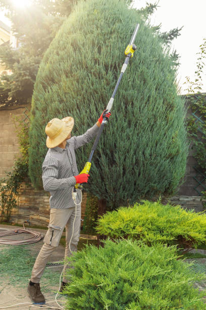 Best Tree Mulching  in Chocowinity, NC