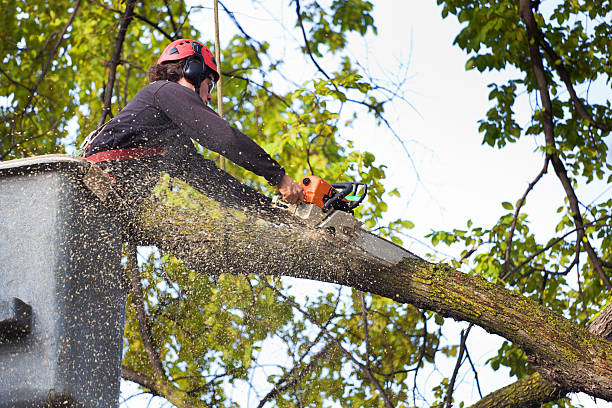 Best Tree and Shrub Care  in Chocowinity, NC